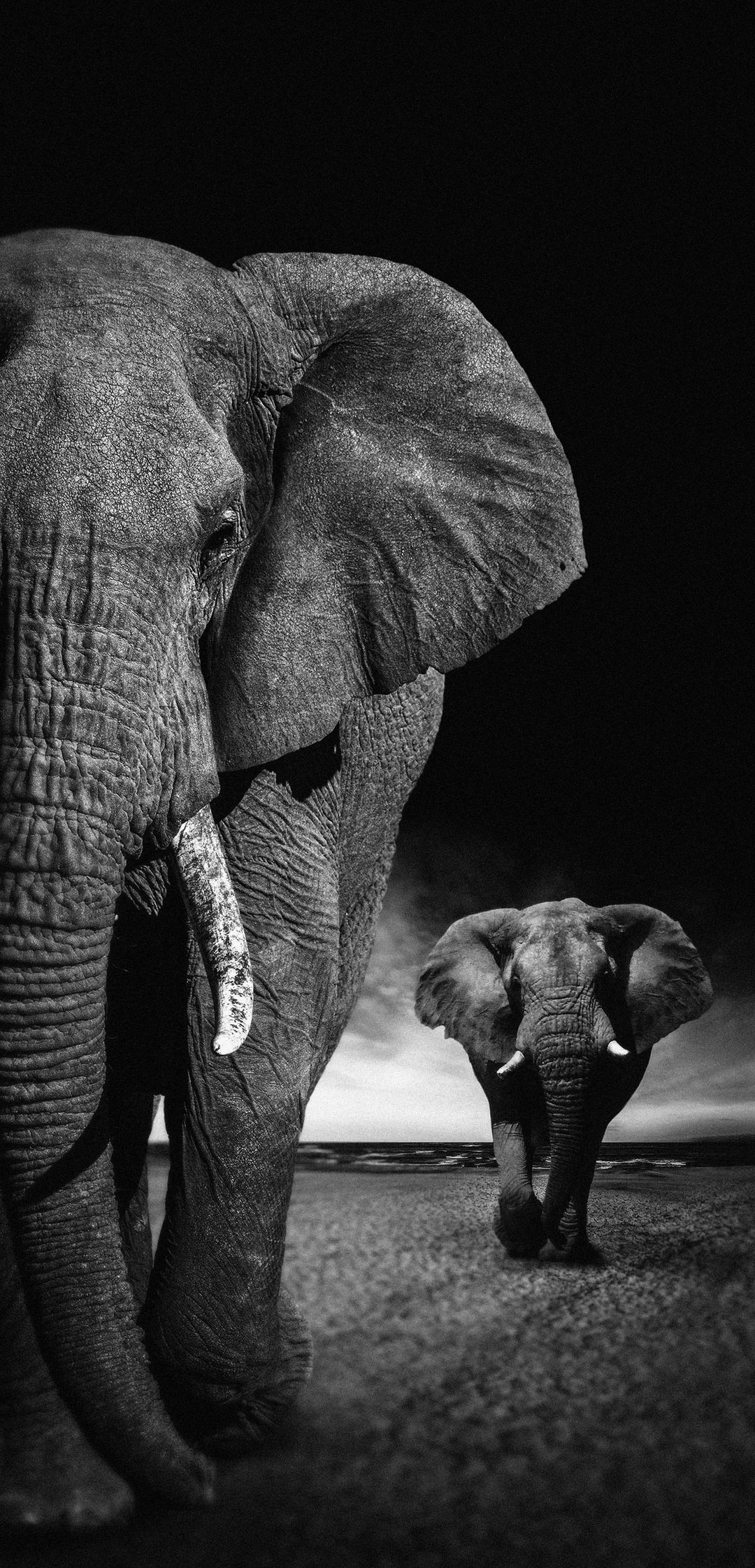 Elephant_Animal_HD